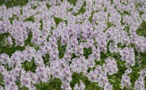 Millie Morris lesbian porno video